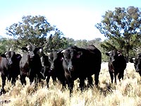Wagyu beef cattle